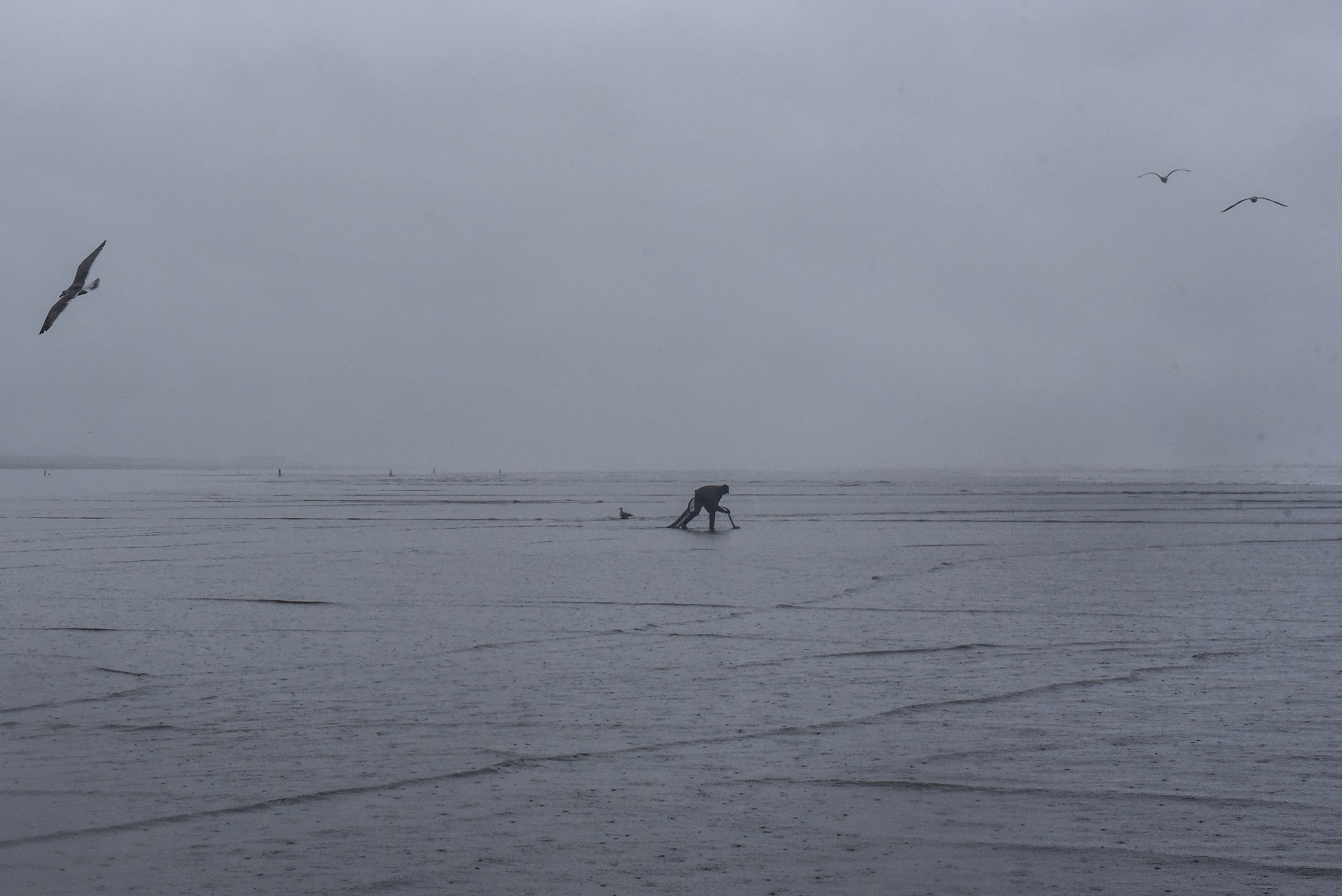 A Quinault tribal member digs for clams in Pacific Beach, Washington, U.S. March 5, 2020. Clam digging in this part of the Pacific shore is reserved for Quinault tribal members only. REUTERS/Stephanie Keith